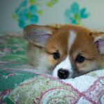 Reddybook: Revolutionizing Digital Learning & Collaboration – An In‑Depth Review